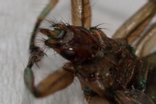 Crataerina pallida