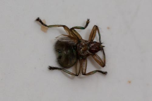 Crataerina pallida