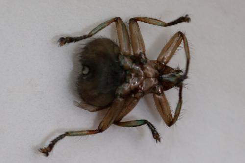 Crataerina pallida
