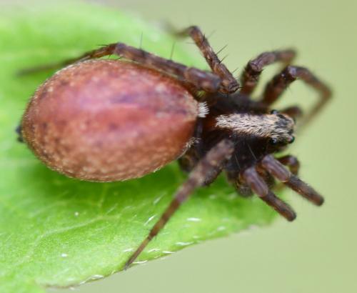 Pardosa sp.