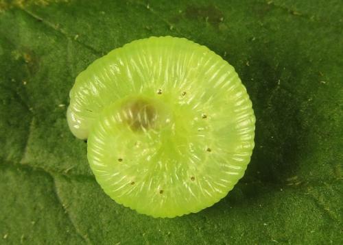 Réf. 262 734 : Macrophya infumata