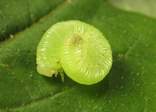 Macrophya infumata