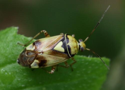 Réf. 262 047 : Lygus sp.