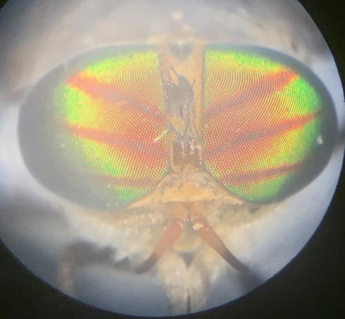 Réf. 262 266 : Tabanus promesogaeus