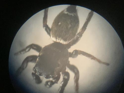 Réf. 262 210 : Heliophanus tribulosus