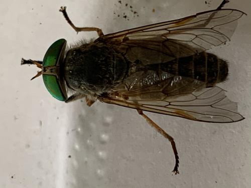 Réf. 262 268 : Tabanus promesogaeus