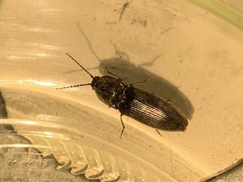 Réf. 262 942 : Hemicrepidius sp.