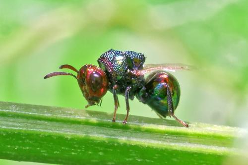 Perilampus auratus