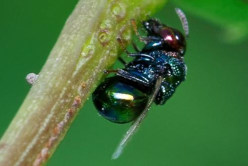 Perilampus auratus