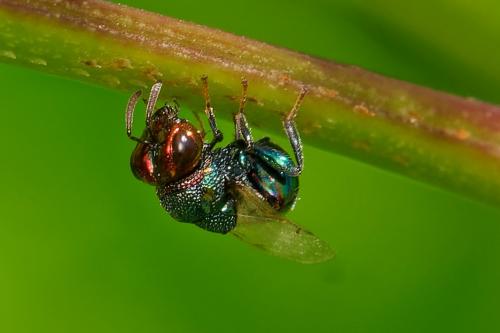 Perilampus auratus