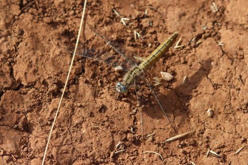 Orthetrum brunneum