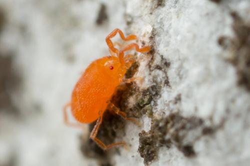 Abrolophus tardus