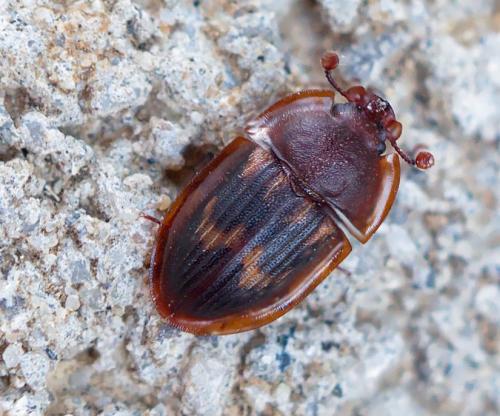 Amphotis marginata