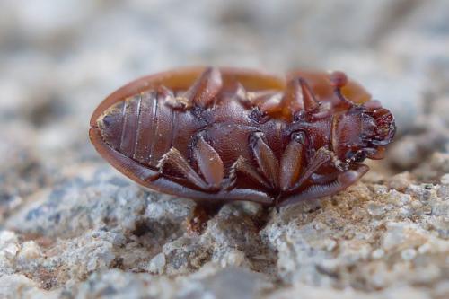 Amphotis marginata