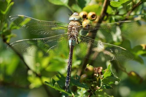 Anax parthenope