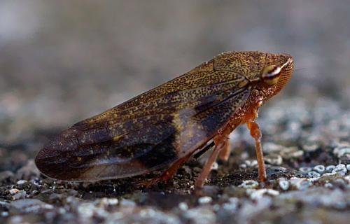 Aphrophora alni