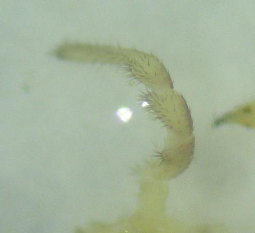 Lacinius ephippiatus