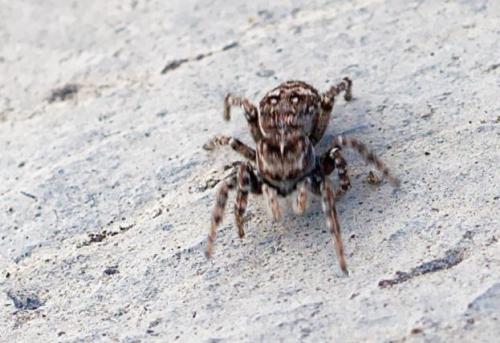 Réf. 262 545 : Attulus rupicola