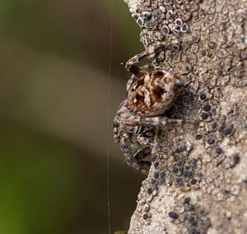 Réf. 262 546 : Attulus rupicola