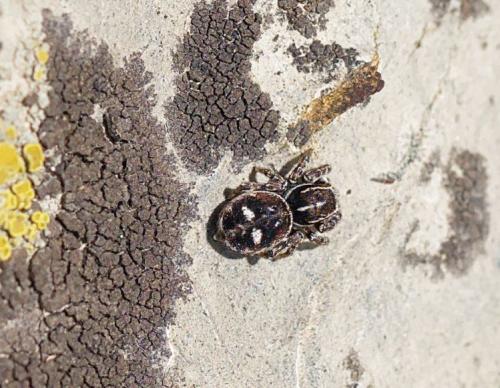 Réf. 262 461 : Attulus rupicola