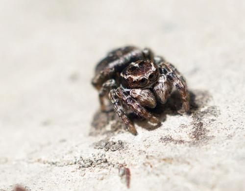 Réf. 262 465 : Attulus rupicola