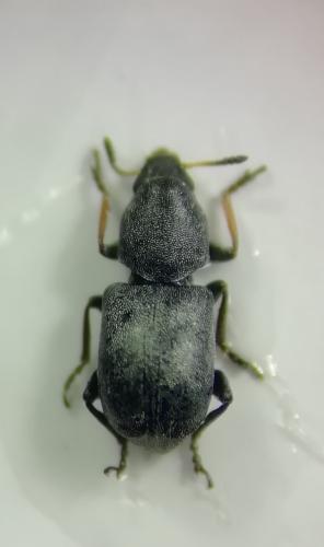 Bruchela conformis