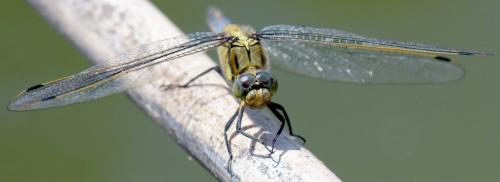 Orthetrum cancellatum