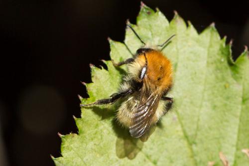Bombus sp.