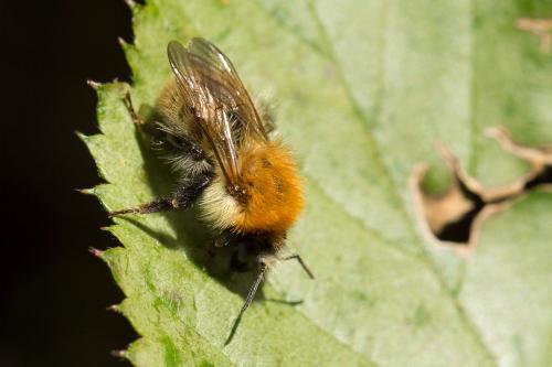 Bombus sp.