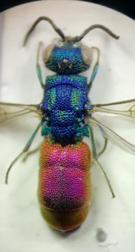 Chrysis sp.