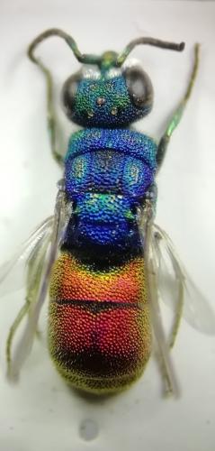 Réf. 262 554 : Chrysis mixta