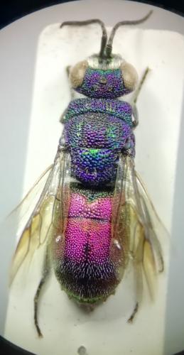 Chrysis sexdentata