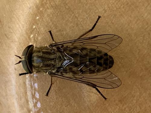Réf. 262 382 : Tabanus bromius