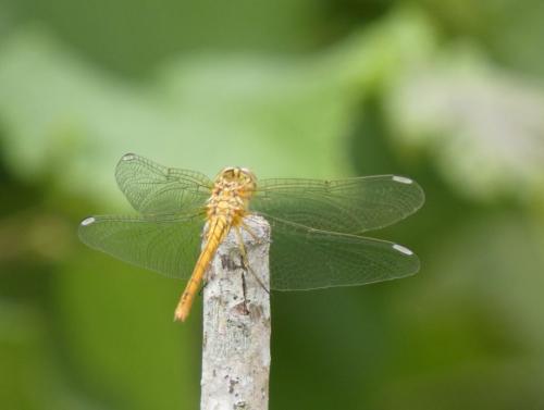 Réf. 262 717 : Sympetrum vulgatum
