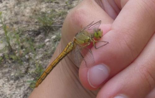 Sympetrum vulgatum