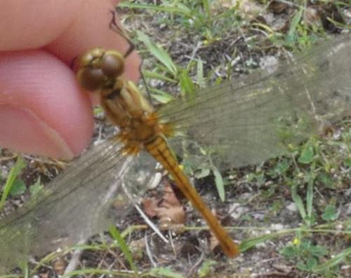 Sympetrum vulgatum