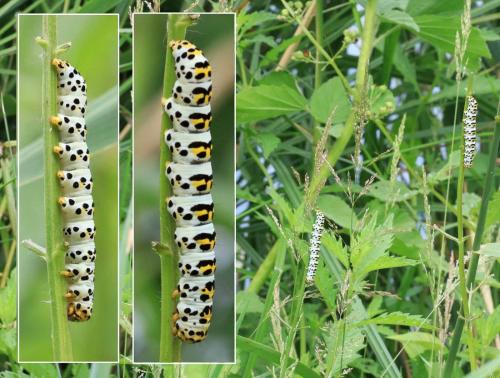 Réf. 262 336 : Cucullia scrophulariae