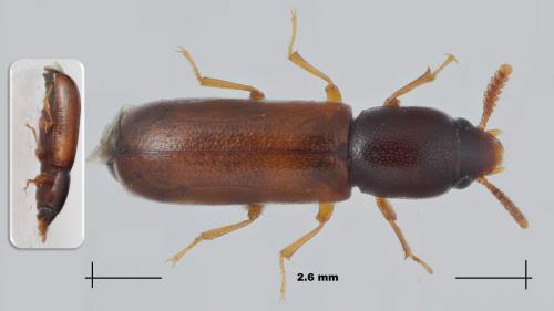 Réf. 262 689 : Corticeus linearis