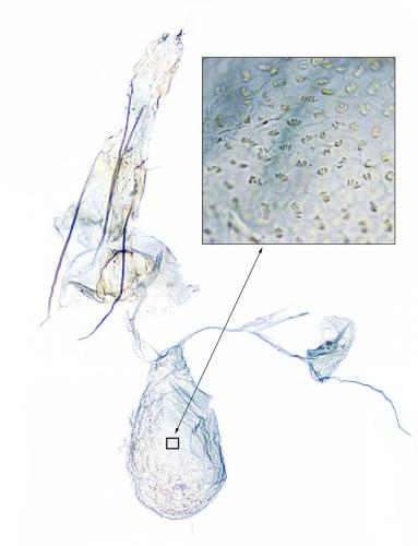 Coccidiphila gerasimovi