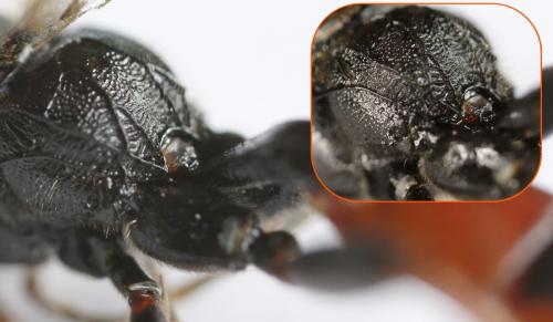 Coelichneumon haemorrhoidalis