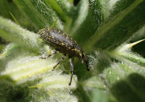 Réf. 262 720 : Larinus sturnus