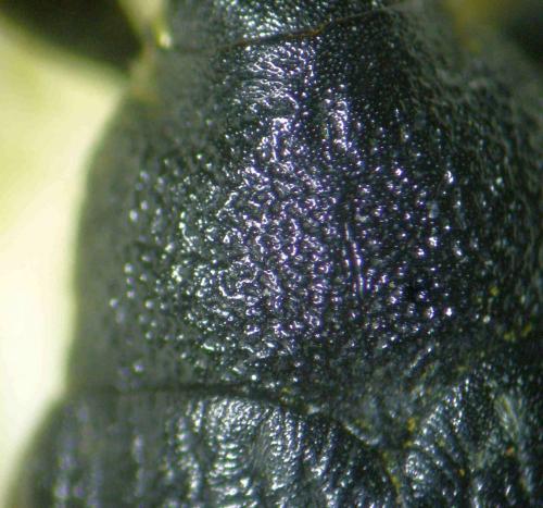 Réf. 262 922 : Larinus sturnus