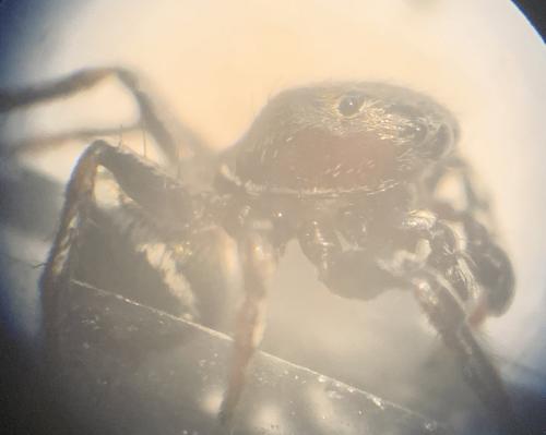 Heliophanus tribulosus