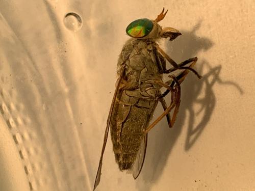 Réf. 262 267 : Tabanus promesogaeus