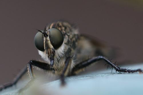 Machimus setibarbus