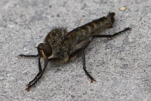 Asilinae
