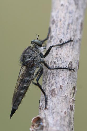 Machimus setibarbus
