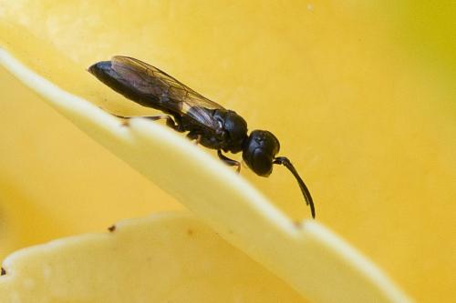 Réf. 262 803 : Passaloecus sp.