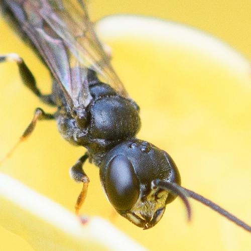 Réf. 262 977 : Passaloecus sp.
