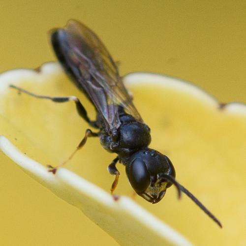 Passaloecus sp.